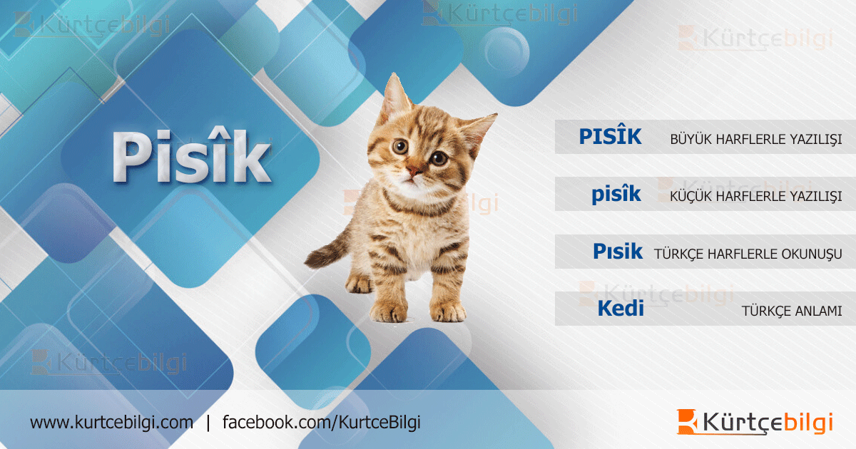 Kedi Kürtçe Resim Kürtçe Bilgi
